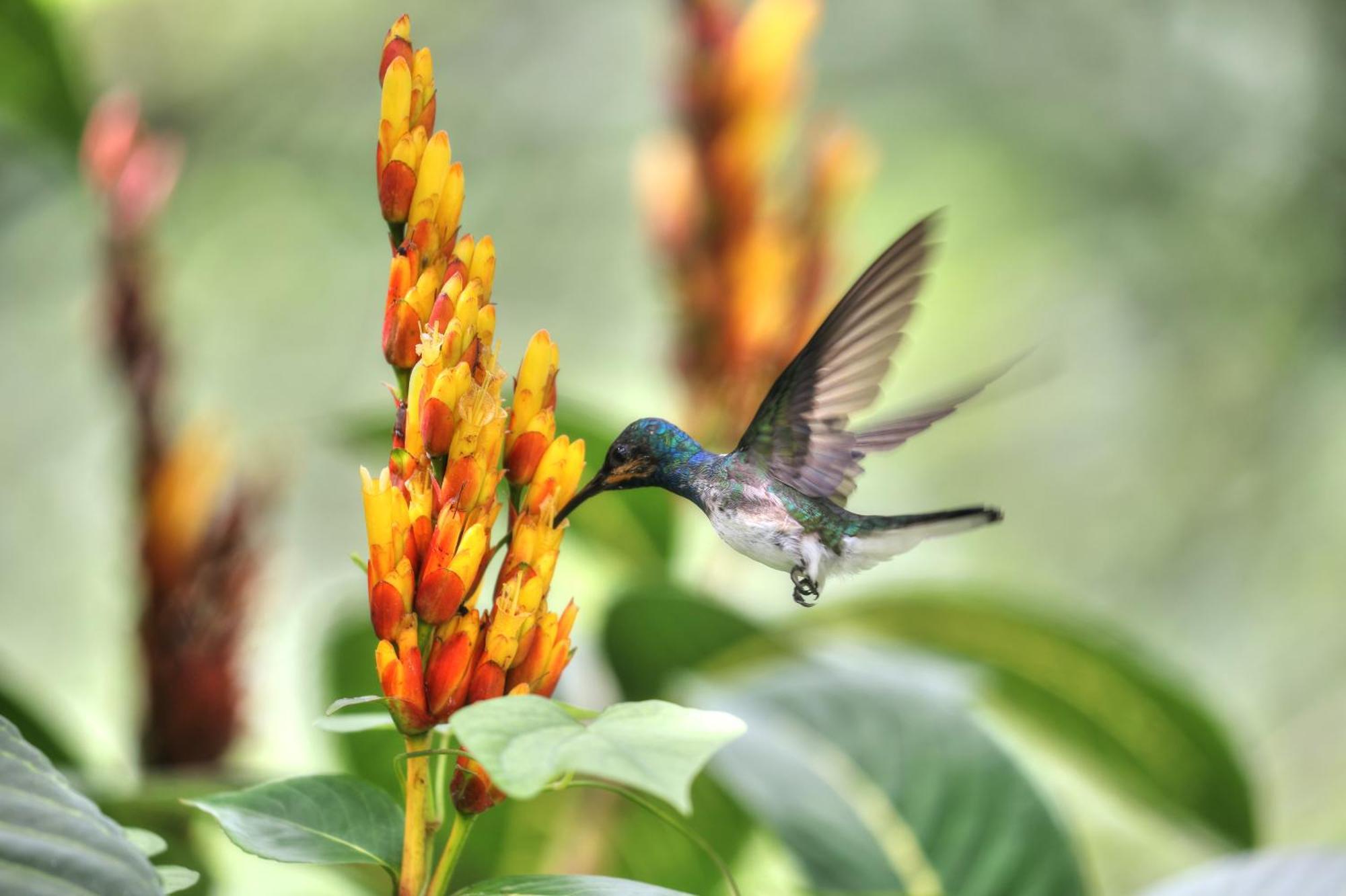 Hadco Experiences At Asa Wright Nature Centre Blanchisseuse エクステリア 写真