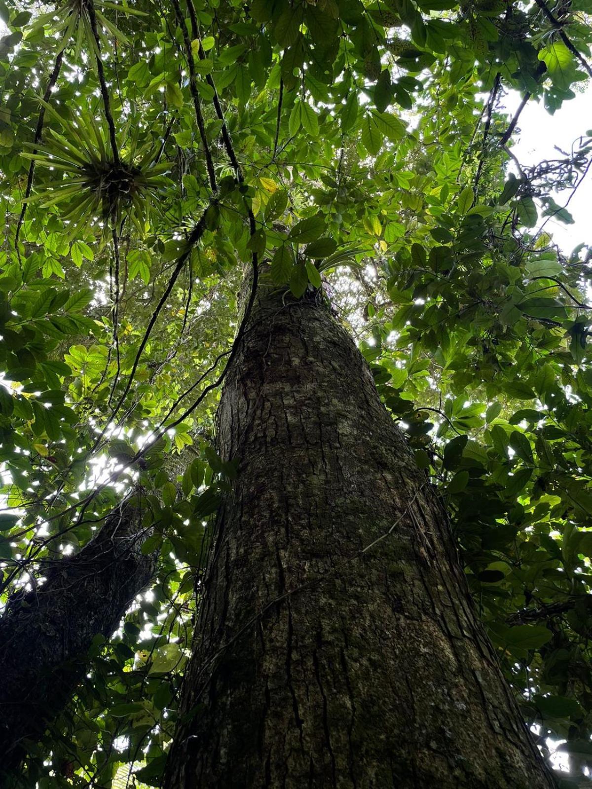 Hadco Experiences At Asa Wright Nature Centre Blanchisseuse エクステリア 写真