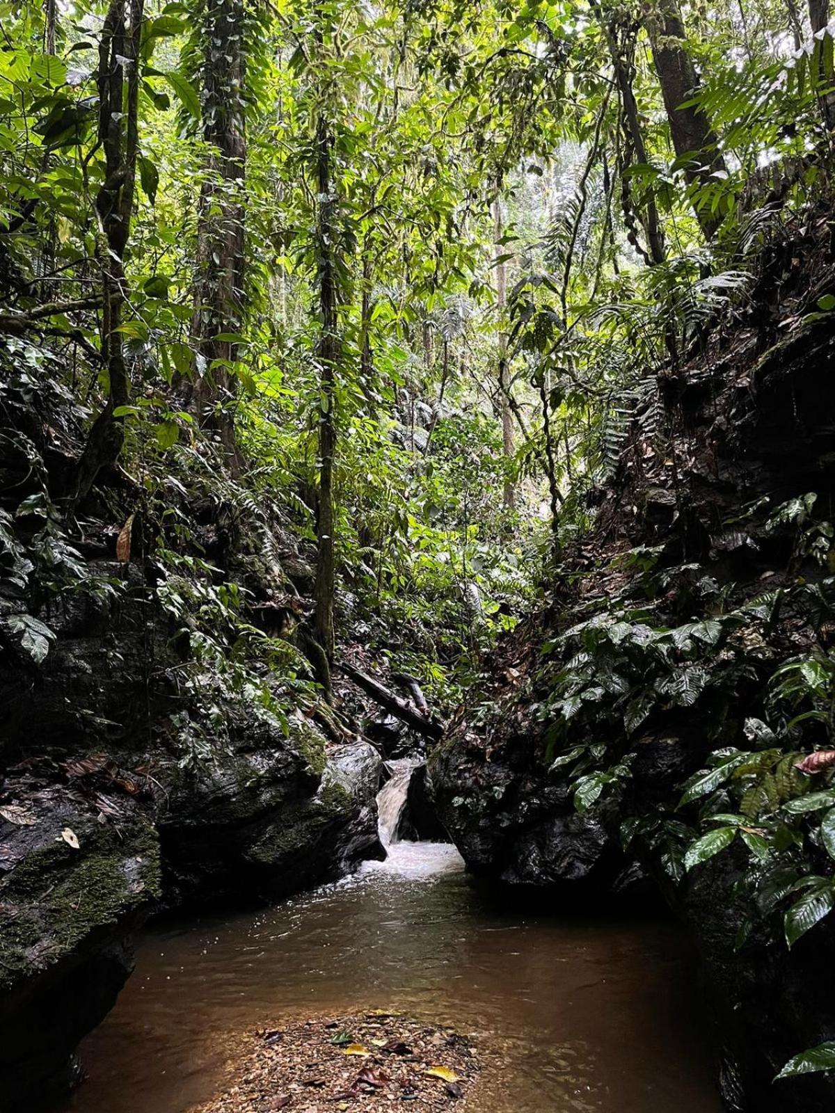 Hadco Experiences At Asa Wright Nature Centre Blanchisseuse エクステリア 写真